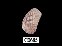 藏品(算盤蛤)的圖片